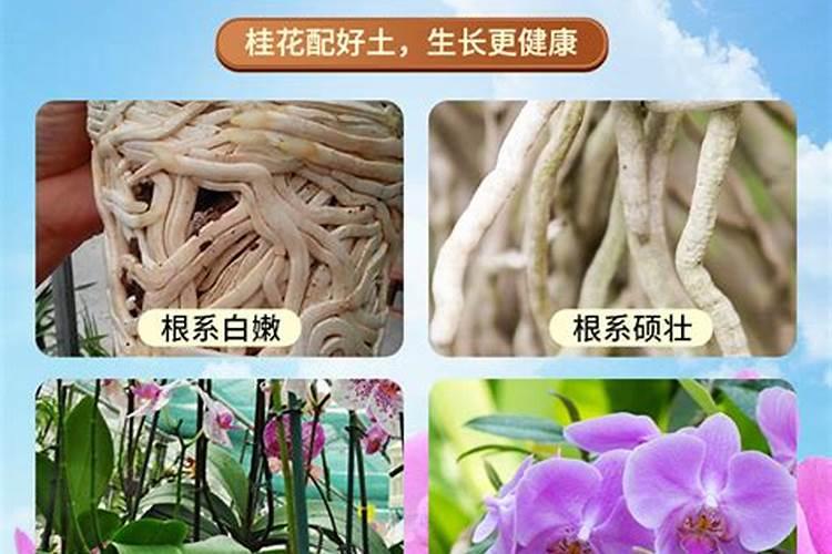 兰花适合施什么肥料,兰花最喜欢什么肥料