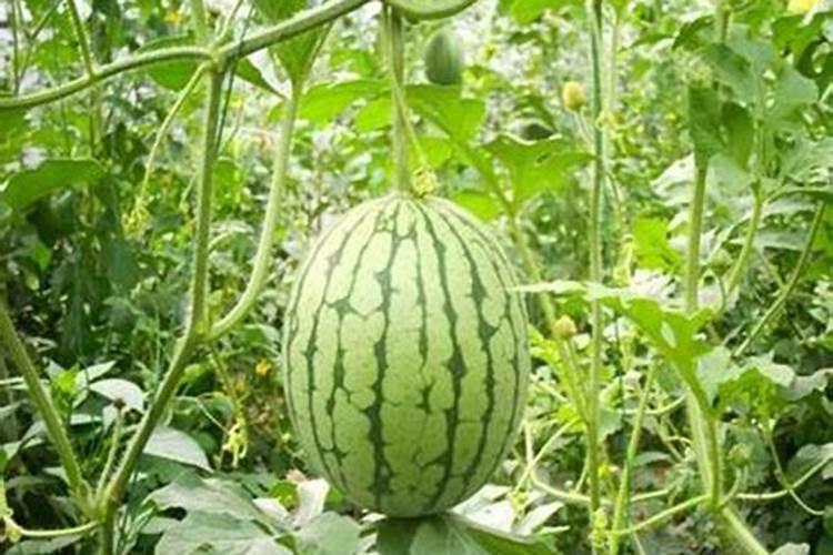早春红玉西瓜种植技术