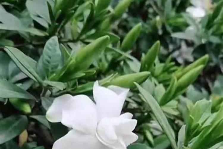 磷肥可以兑水浇花吗 磷肥对花卉的作用是什么