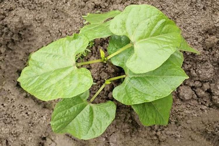磷肥下了多久会开花 添加磷肥后需要多长时间花会开？