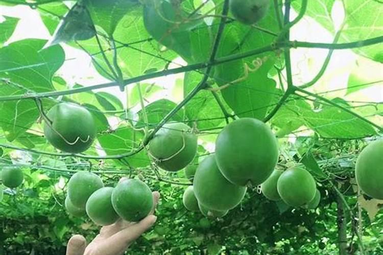 增加罗汉果产量的栽培技术详解