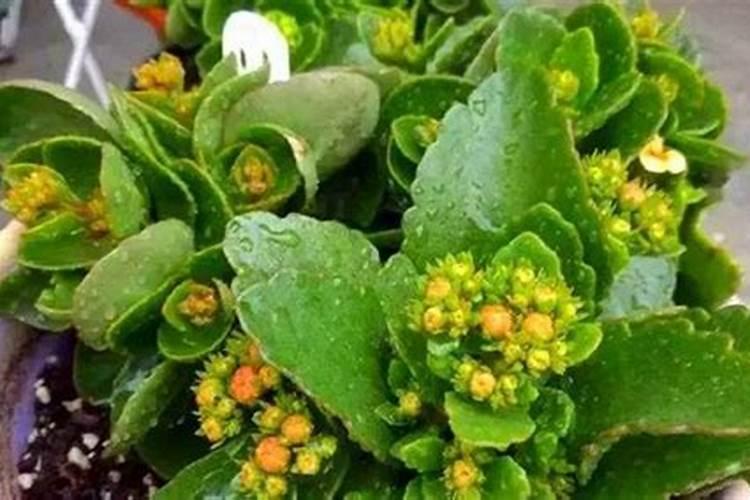 长寿花最好肥料施肥方法是什么