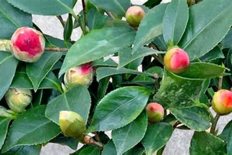 芸苔素使用技巧