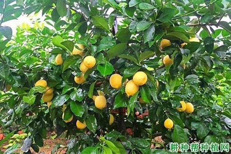 柠檬夏季管理技术讲解