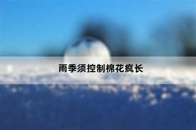 棉花受涝后补救措施