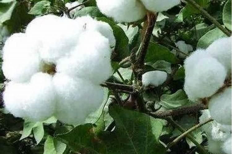 怎样根治棉花枯萎病
