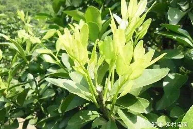 氮肥适合什么农作物 氮肥属于哪种肥料