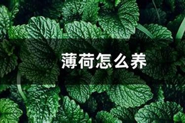 薄荷倒伏了,应该怎么处理呢？
