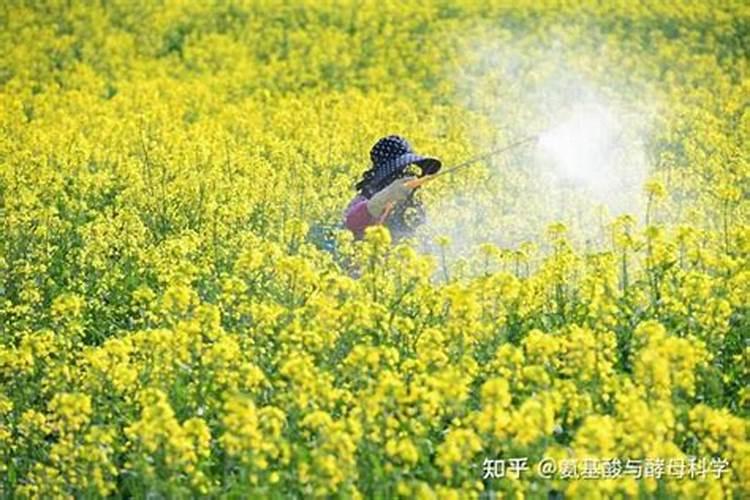 红枣基肥上什么好