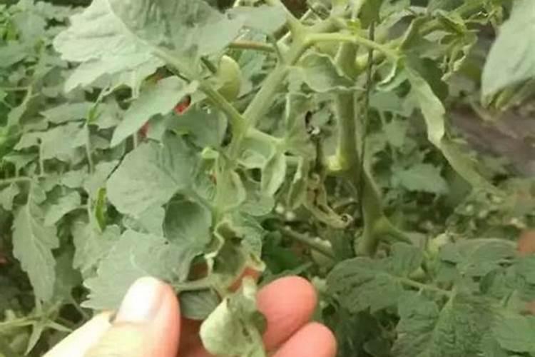 白菜施什么肥最好
