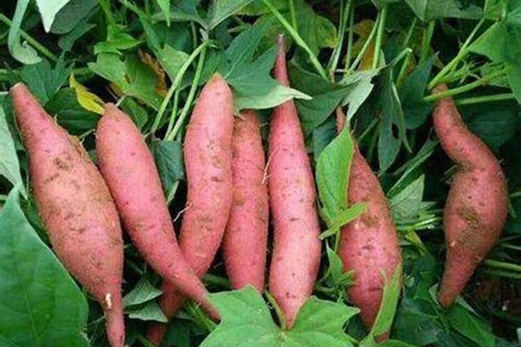 白菜施什么肥最好