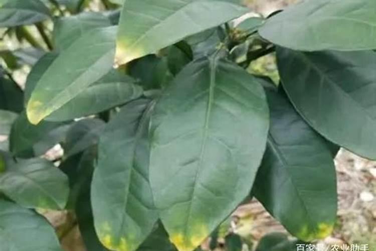 大蒜什么时候施肥最好