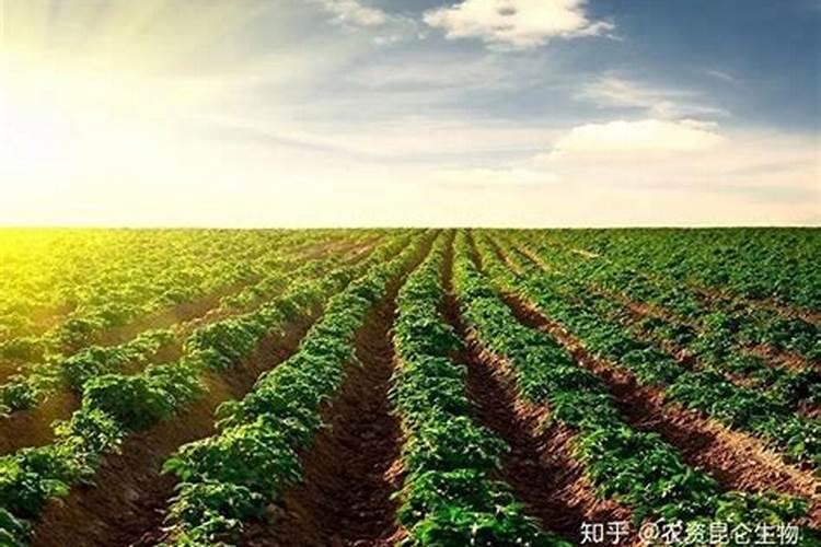 薄荷需要施肥吗 薄荷怎么施肥