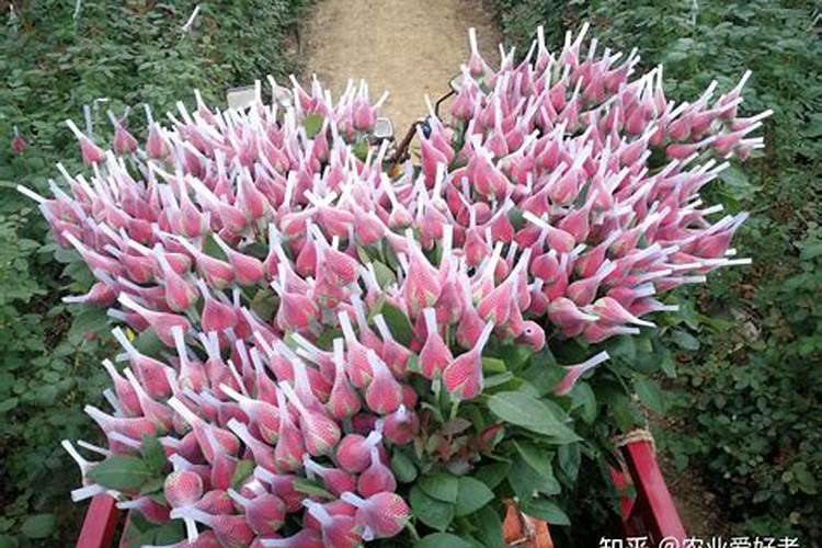 如何让菊花的花枝粗壮