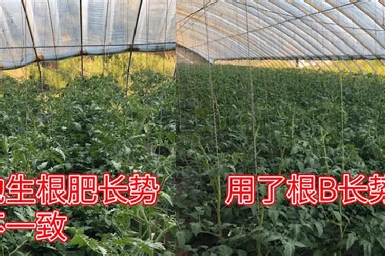 如何养菊花又矮又壮,菊花徒长后需修剪吗