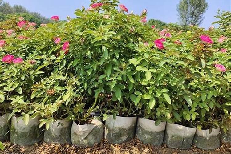 菊花怎么养才长得快 菊花如何养才长得快