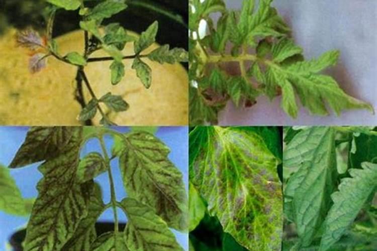 植物缺磷的症状