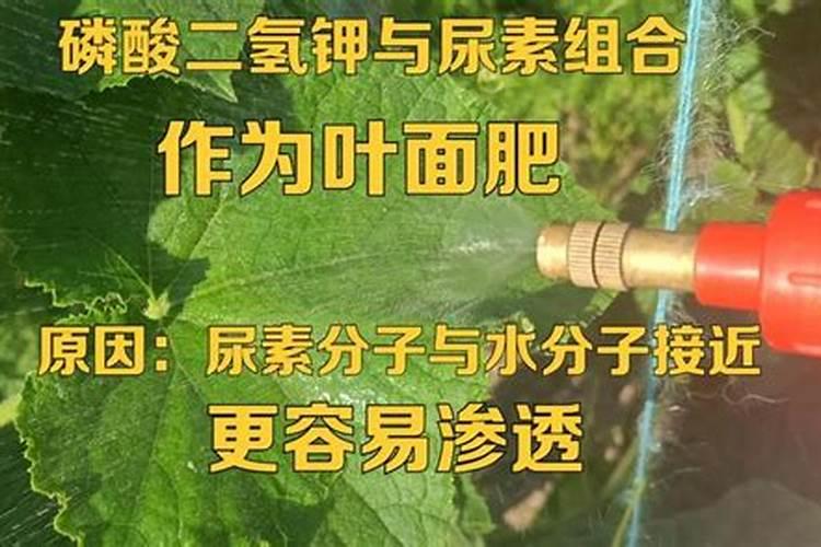氮素液肥是什么肥