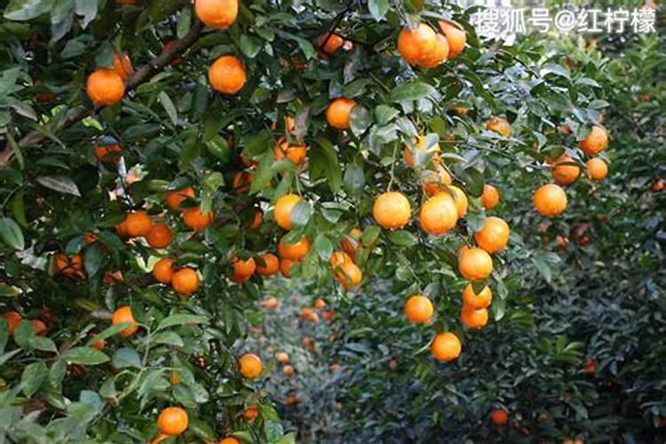 柑子树种植技巧