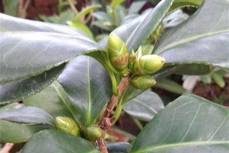 茶花如何施氮肥长得好