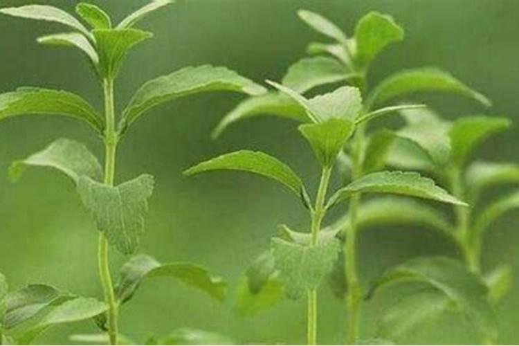 果树发生了裂果,给果树补钙有用吗？