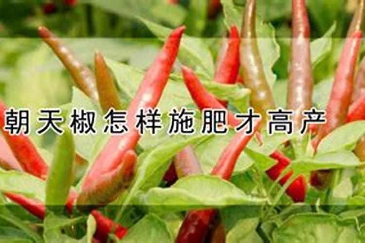 朝天椒移栽技术和管理有哪些？
