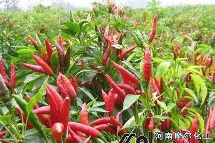 栽辣椒用什么肥料做肥做基肥