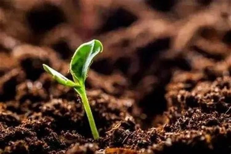 怎样在蔬菜上喷施叶面肥？ 代森锰锌在农业上的使用及注意事项