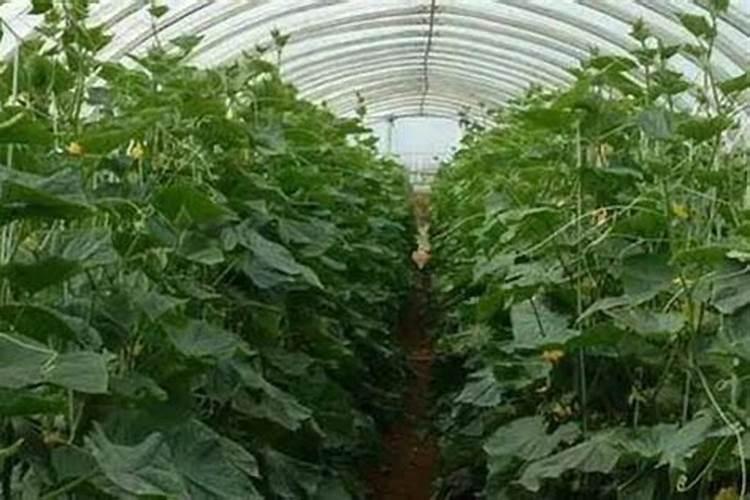 无土栽培蔬菜大棚造价多少钱一平方米