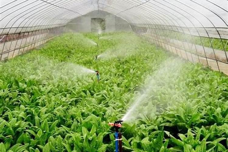 冬季大棚黄瓜不用冲施肥打药就管用