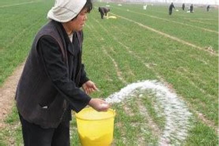 芝麻什么时间施肥最好 芝麻什么时候施肥