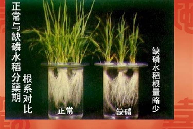 大蒜追肥有技巧,在这几个时期追肥,长势好产量高