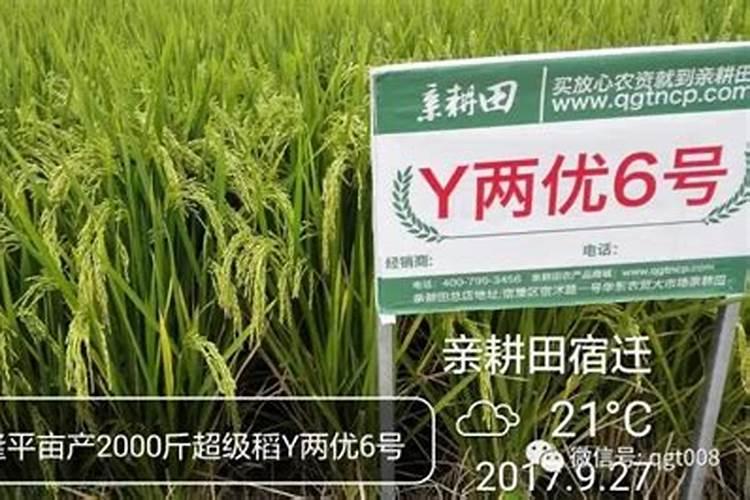 中国最好的肥料前十名
