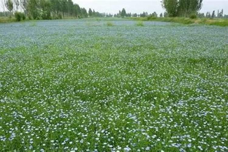胡麻种植怎么整地施肥？