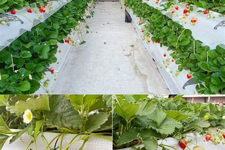 柑橘开春用什么肥料