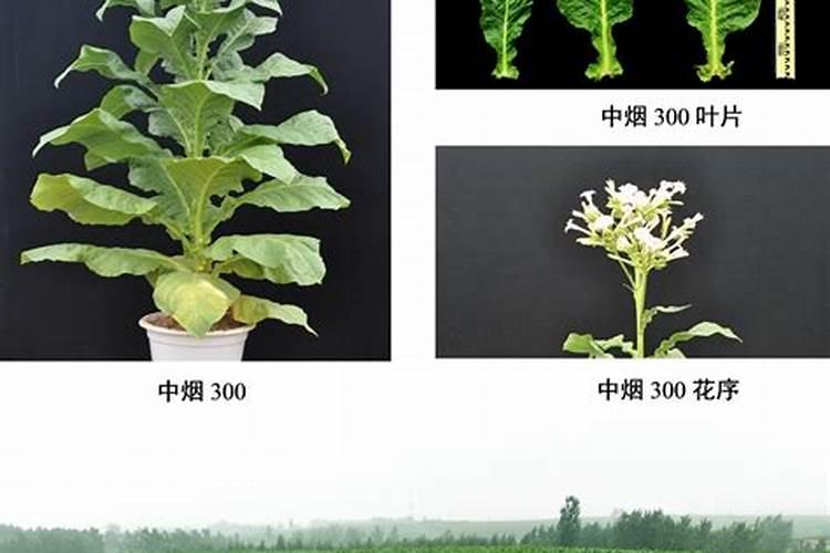 如何判断烟草中氮肥使用过多？