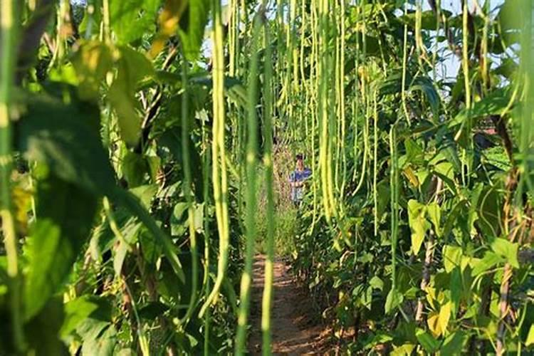 桃树施钾肥在什么时候 使用注意事项有哪些