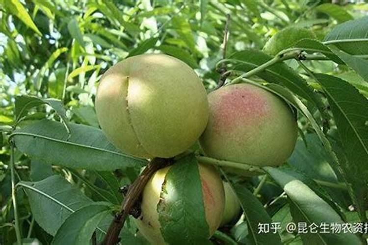 氮肥是什么肥料,哪些属氮肥