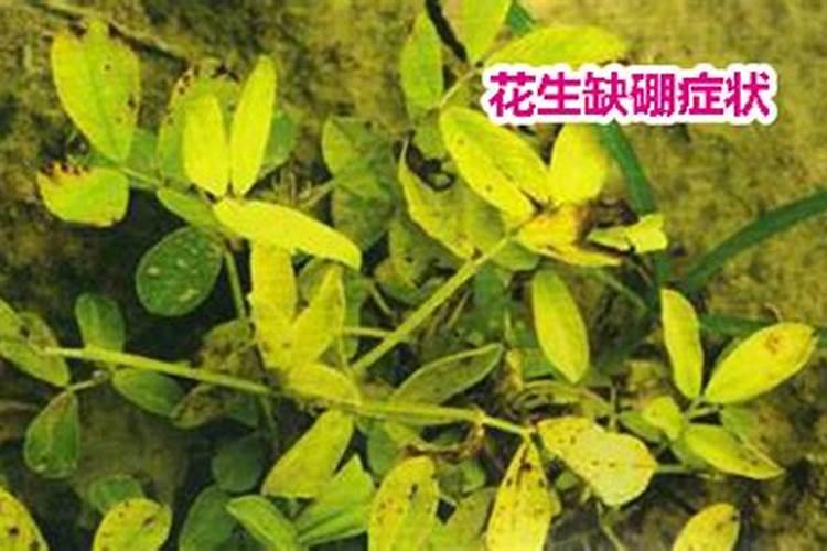 。玉米脱肥打液态氮可以吗？