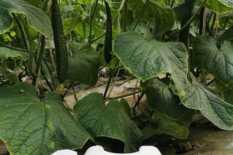 促进植物生根的肥料是哪些？促进植物长新叶子的肥料是哪些？