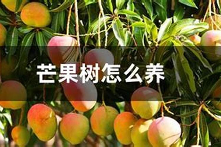 芒果树要如何补充营养