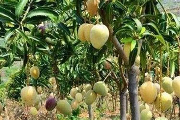 芒果用什么肥料能快速成长？施肥几次？