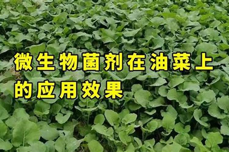 油菜什么时候施硼肥