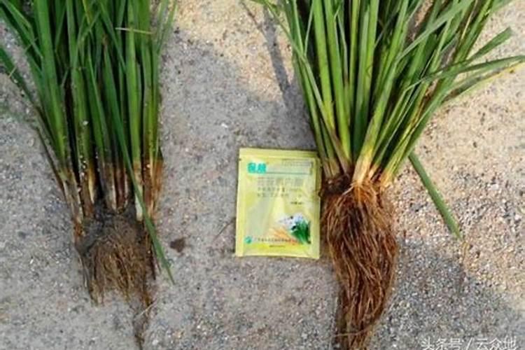 100毫升芸苔素打多少亩水稻