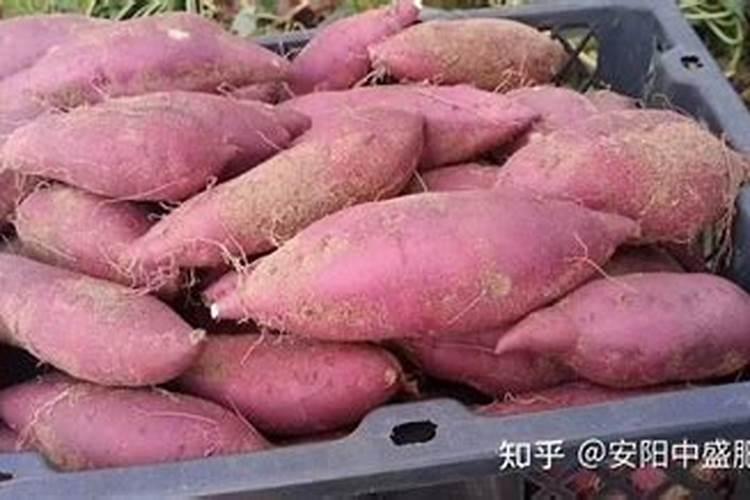 种红薯用什么肥料