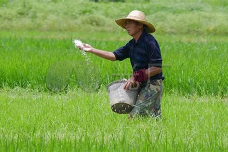 磷肥适合浇什么花