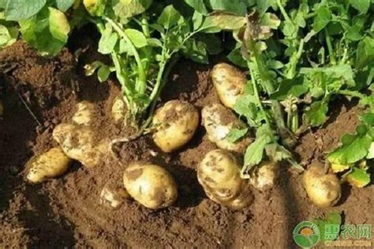 种土豆每亩用多少肥料最好
