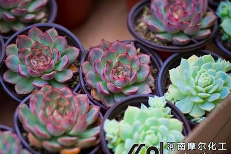 请问冬枣谢花后怎么施肥防病防虫