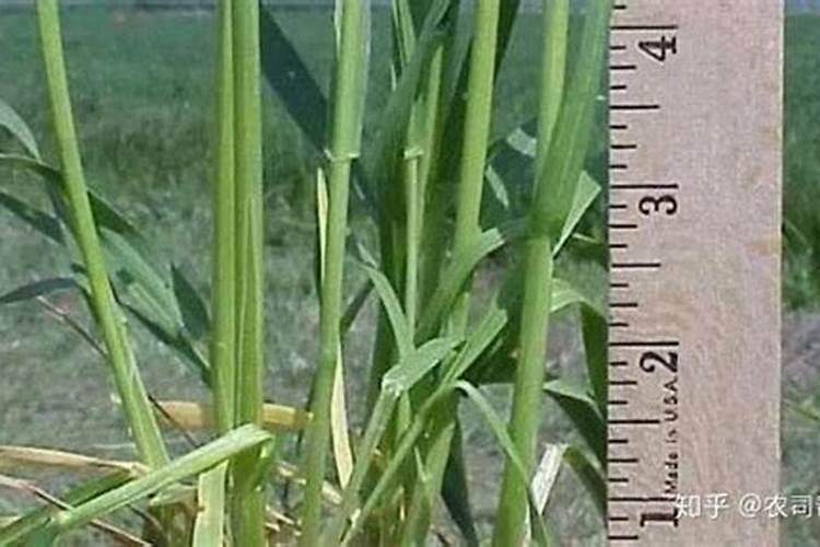 小麦追肥用什么肥料好