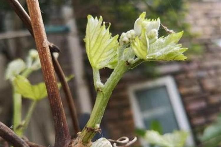 种植阳光玫瑰葡萄时,需要施什么肥呢？